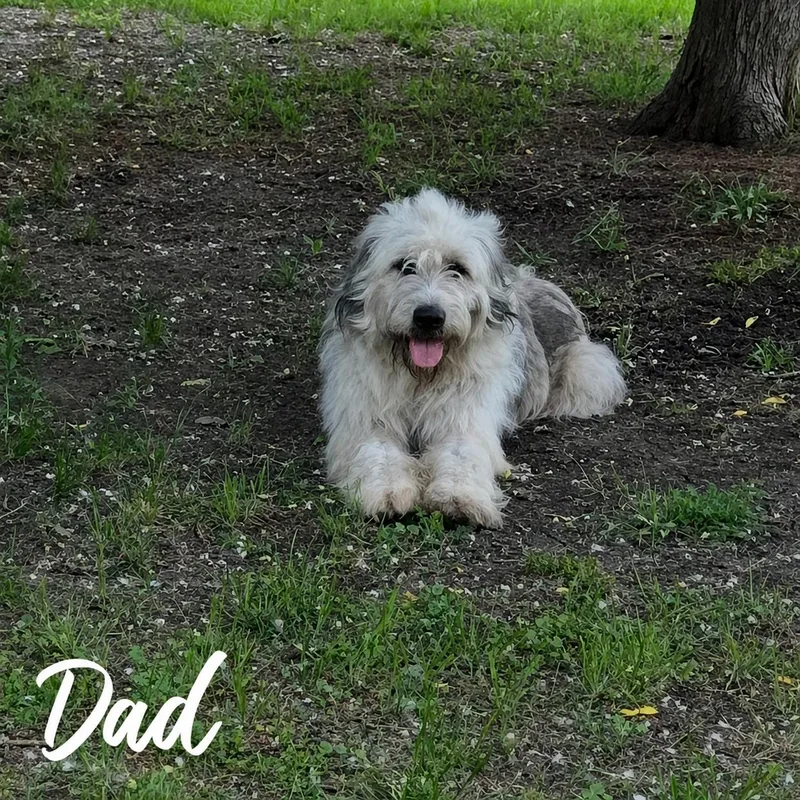 A baby medium-sized female Sheep Dog dog named Arwen for adoption in Alvarado, TX