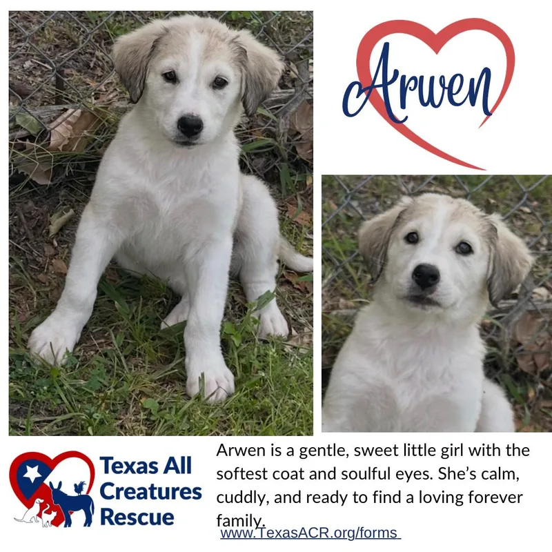 Arwen thumbnail 2
