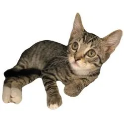 A baby medium-sized male Tabby (Brown / Chocolate) Tabby cat named Charles for adoption in Red Bluff, CA