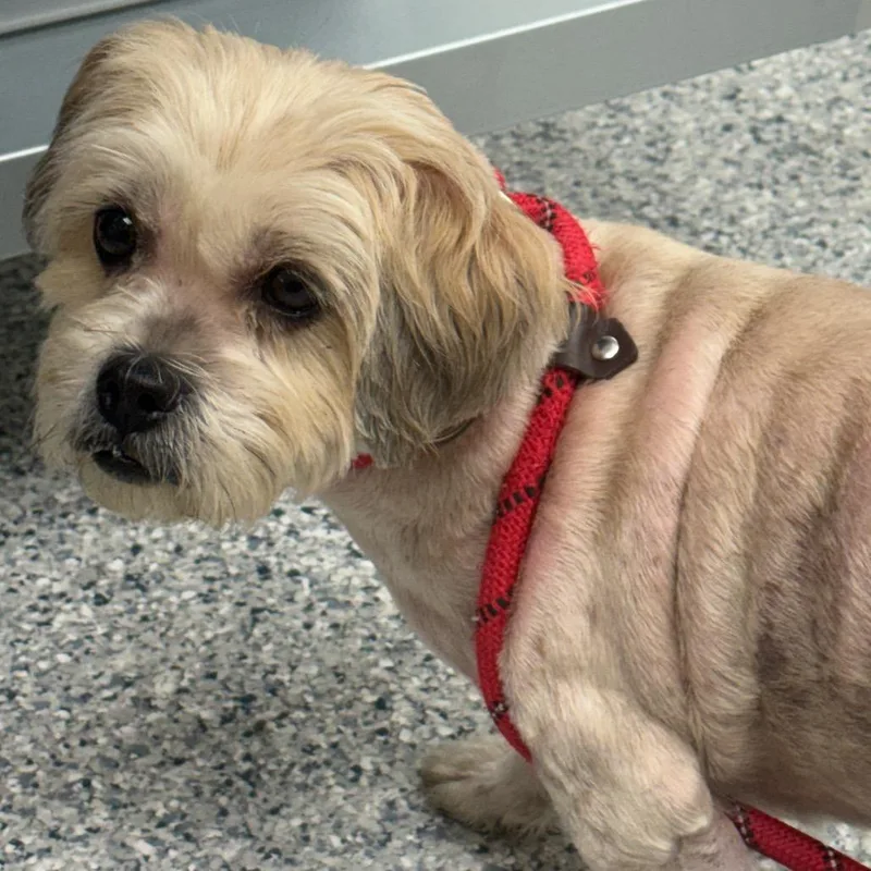 An adult small-sized female Gray / Blue / Silver Poodle dog named Brooklyn for adoption in Chicago, IL