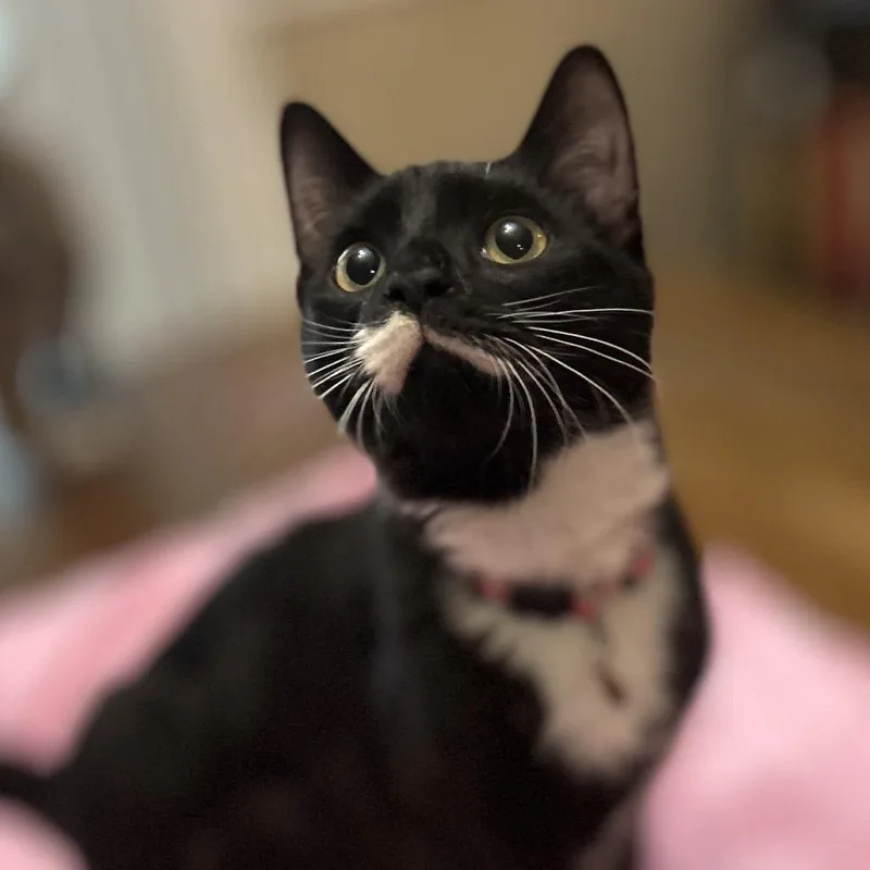 A young small-sized female Black Domestic Short Hair cat named Leah for adoption in Philadelphia, PA