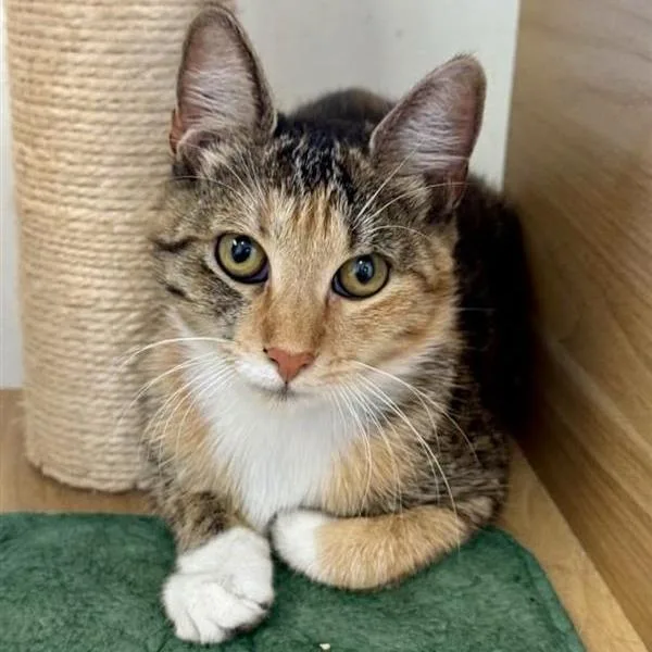 A young medium-sized female Torbie Domestic Short Hair cat named Ruby for adoption in Long Beach, CA