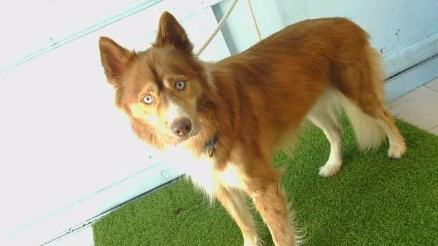 An adult medium-sized male Siberian Husky dog named Rusty for adoption in Gardena, CA