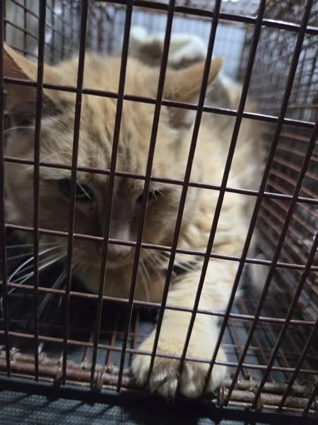 An adult small-sized male Domestic Medium Hair cat named Loc for adoption in Austin, TX
