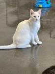 A young medium-sized female White Domestic Short Hair cat named Angel for adoption in Chico, CA