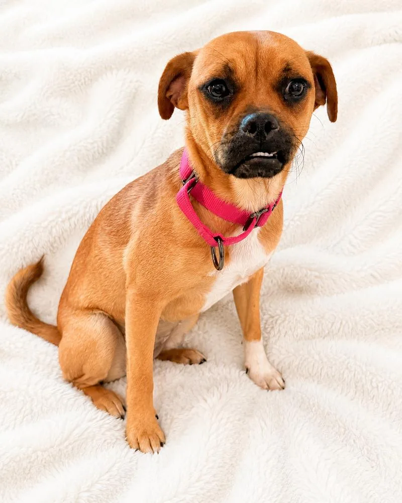A baby small-sized female White / Cream Pug dog named Sky for adoption in Denver, CO