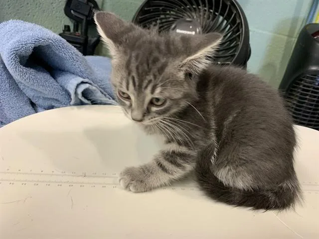 A baby small-sized female Domestic Short Hair cat named Kate for adoption in Grand Prairie, TX