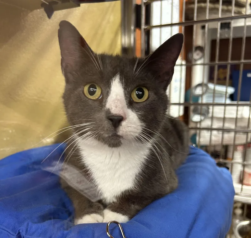 A young medium-sized female Gray & White Tuxedo cat named Gracie for adoption in Lambertville, NJ