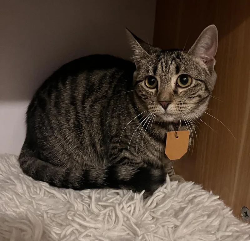 A baby small-sized male Domestic Short Hair cat named Mel for adoption in Lewisburg, PA
