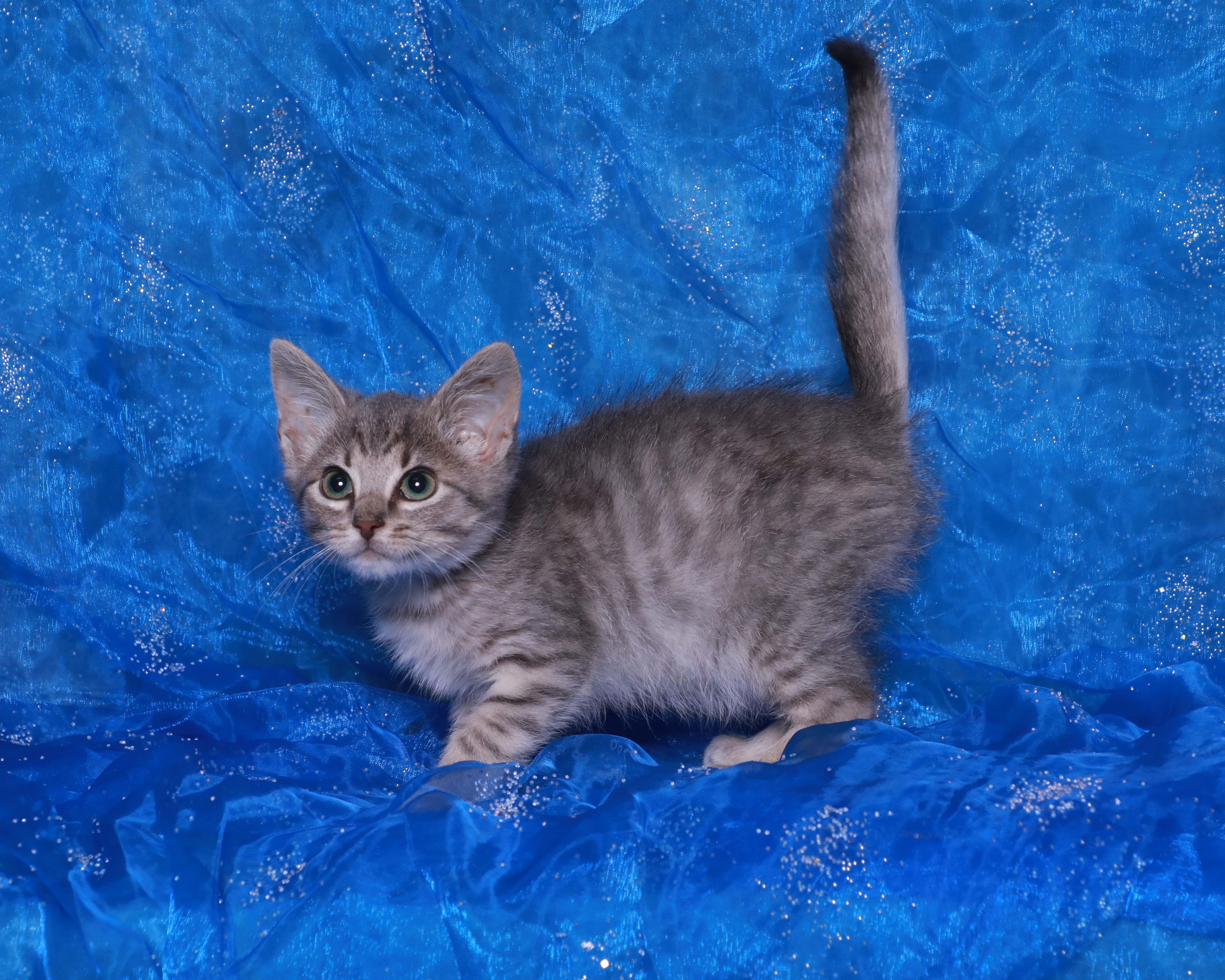 A baby medium-sized male Tabby (Gray / Blue / Silver) Domestic Short Hair cat named Slater for adoption in Rock Falls, IL