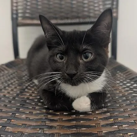 A baby medium-sized female Black & White / Tuxedo Domestic Short Hair cat named Pikachu for adoption in Waynesville, NC