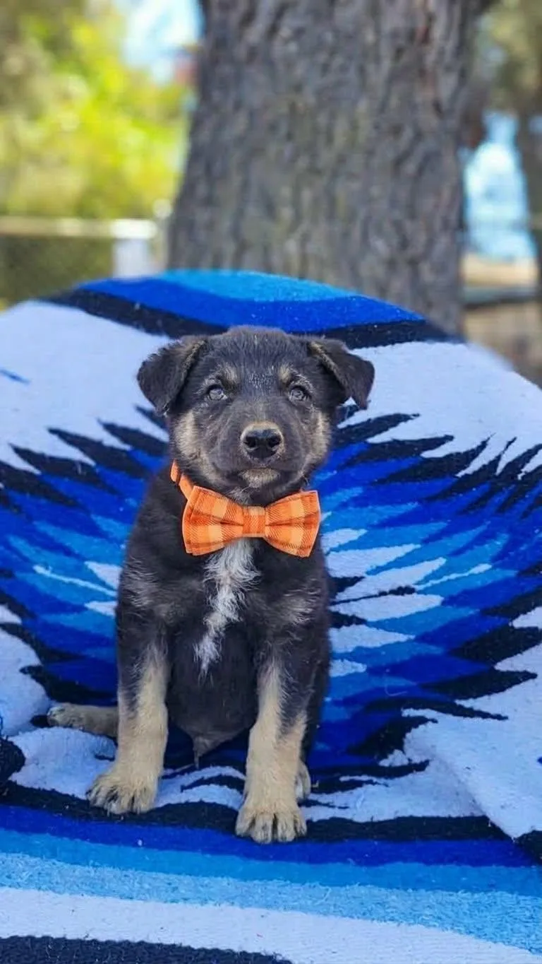 A baby large-sized male German Shepherd Dog dog named Buzz for adoption in Anza, CA