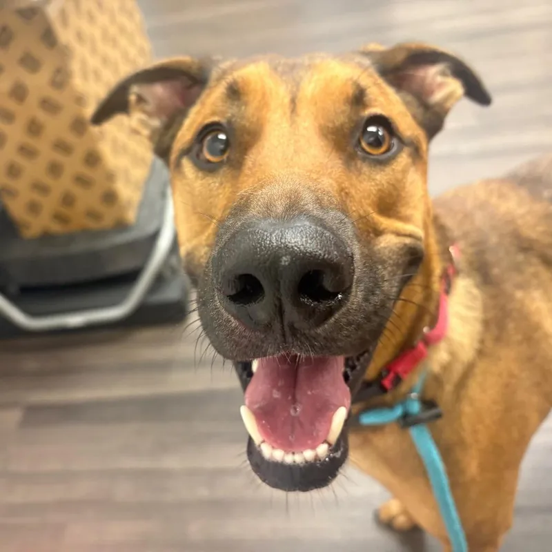 An adult large-sized male Brown / Chocolate Mixed Breed dog named Danny for adoption in Sarasota, FL