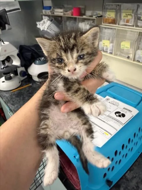 A baby small-sized male Gray / Blue / Silver Domestic Short Hair cat named Peanut for adoption in Woodland, CA
