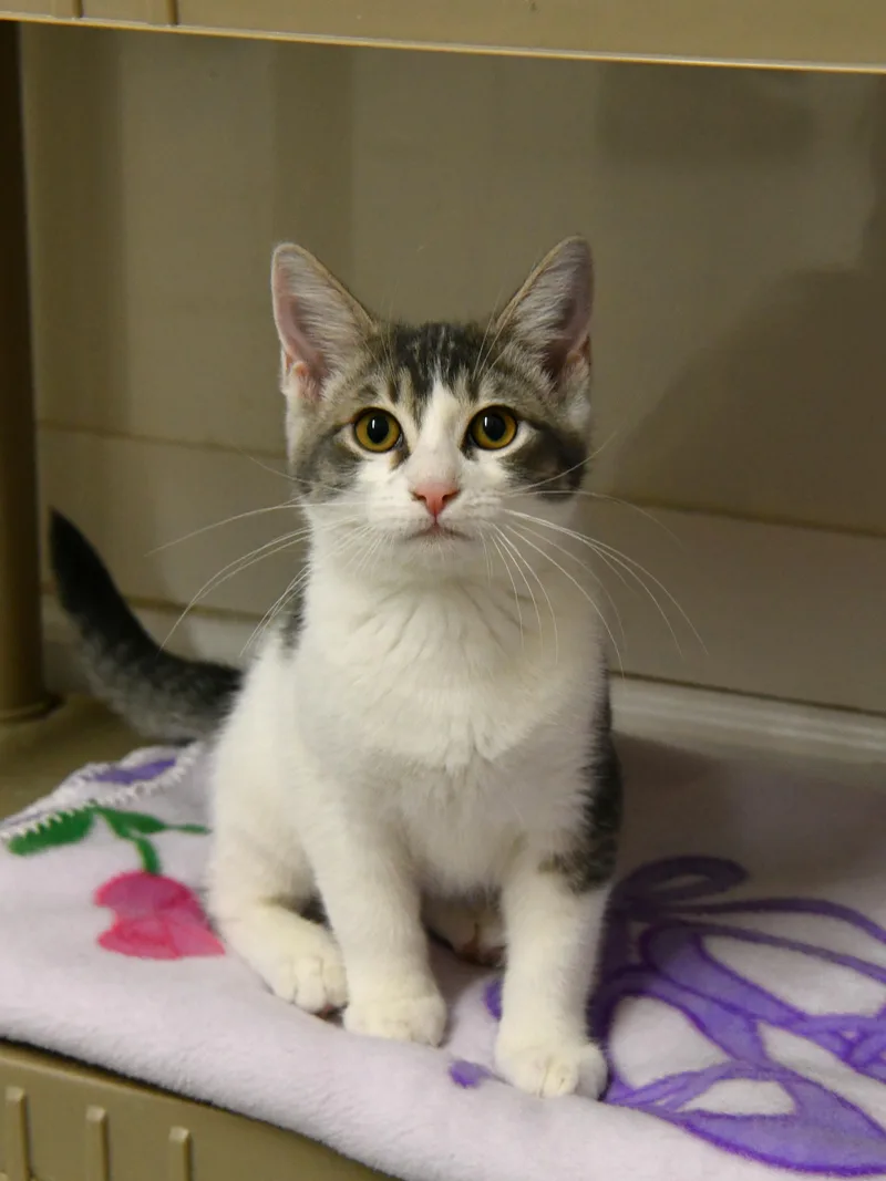 A baby medium-sized female Gray & White Domestic Short Hair cat named Creme Brulee for adoption in Fairhope, AL
