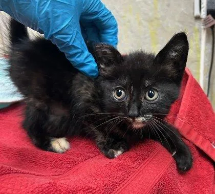 A baby small-sized female Domestic Short Hair cat named Bennie for adoption in Honolulu, HI