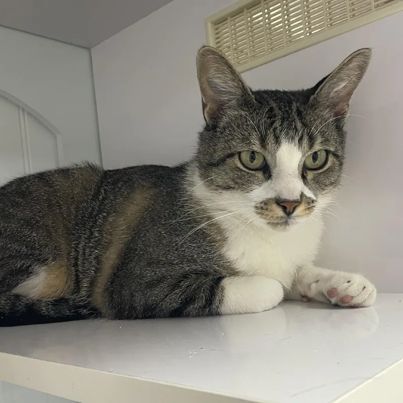 An adult small-sized male Brown / Chocolate Domestic Short Hair cat named Sammy for adoption in Prescott, AZ