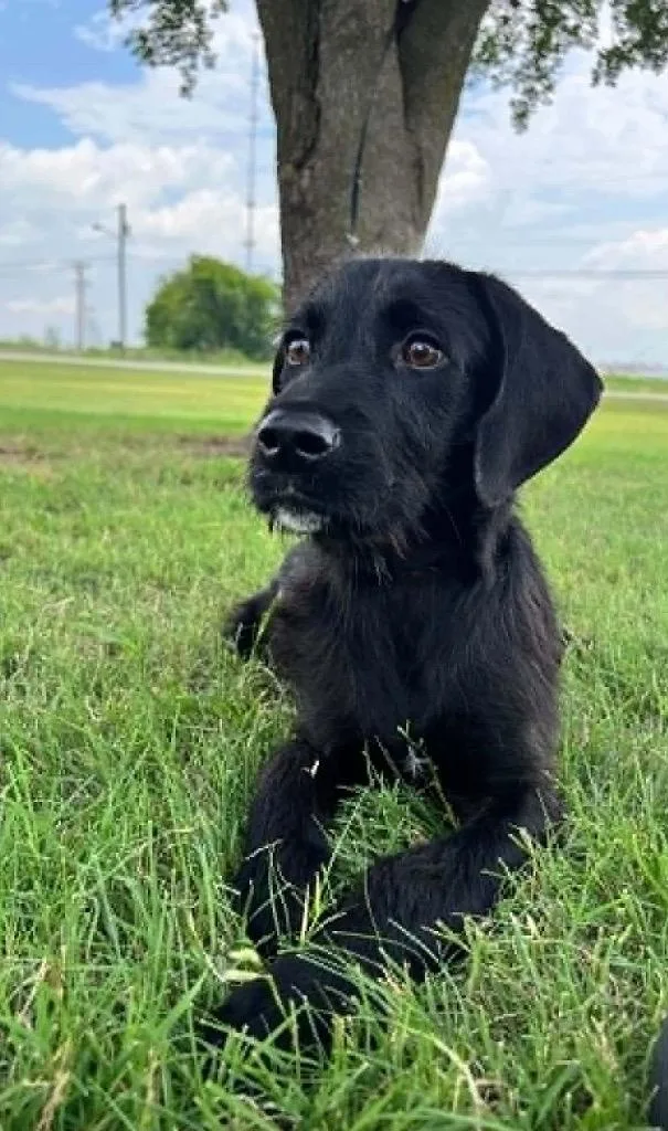 A baby medium-sized male Poodle dog named Sonic for adoption in Arlington, TX