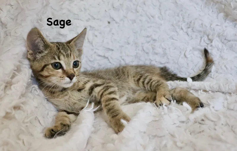 Sage