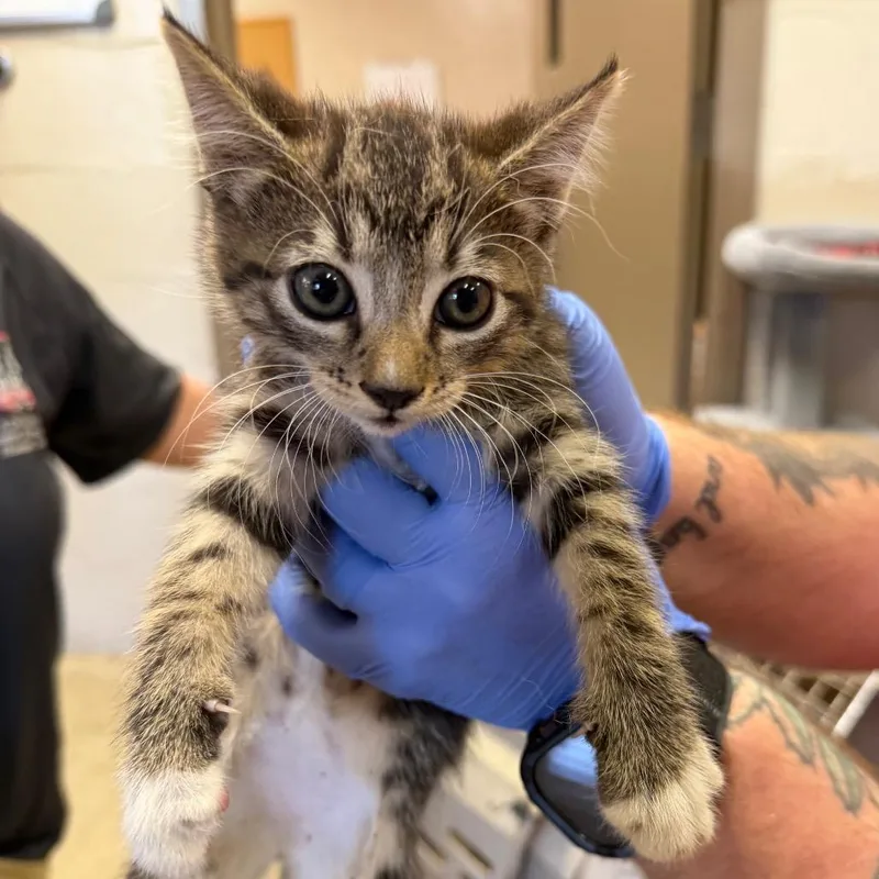A baby small-sized female Brown / Chocolate Domestic Short Hair cat named Lannie for adoption in Birmingham, AL