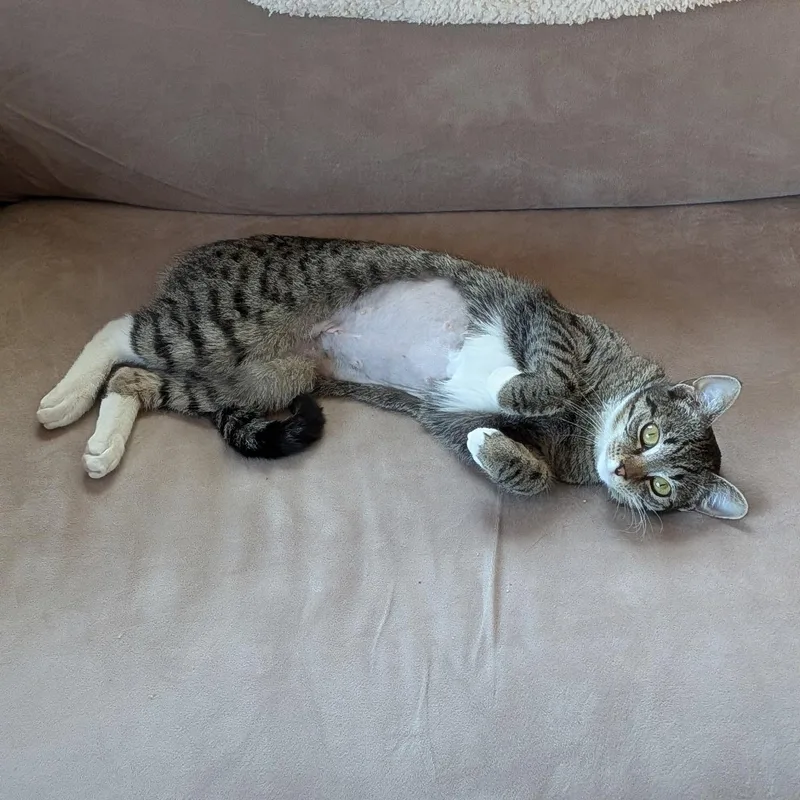 A young medium-sized female Tabby (Brown / Chocolate) Domestic Short Hair cat named Molly for adoption in East Greenwich, RI