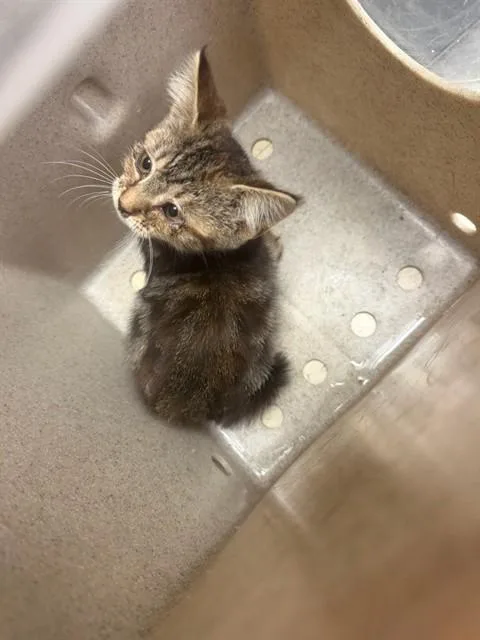 A baby small-sized female Domestic Short Hair cat named Simone for adoption in Stockton, CA