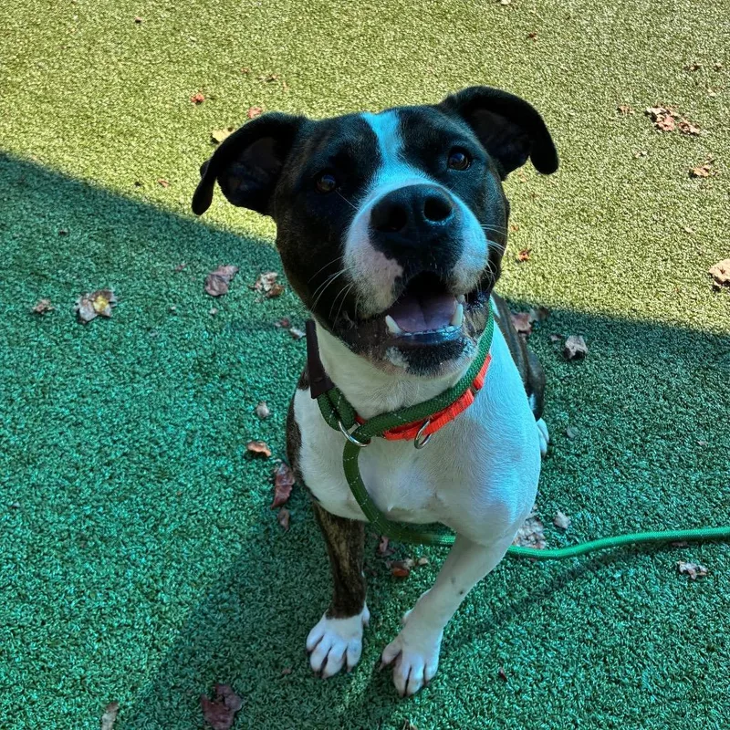 An adult medium-sized female Mixed Breed dog named Autumn for adoption in Greensboro, NC