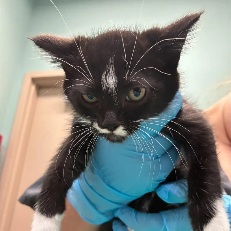 A baby small-sized male Black Domestic Short Hair cat named Simba for adoption in Tacoma, WA