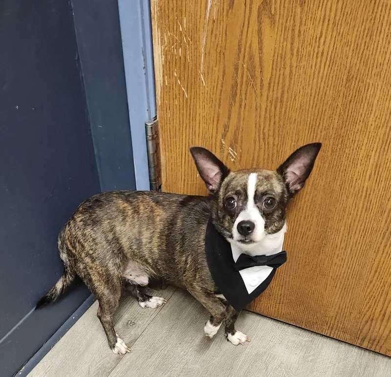 A senior small-sized male Chihuahua dog named Toothpick for adoption in Mansfield, OH