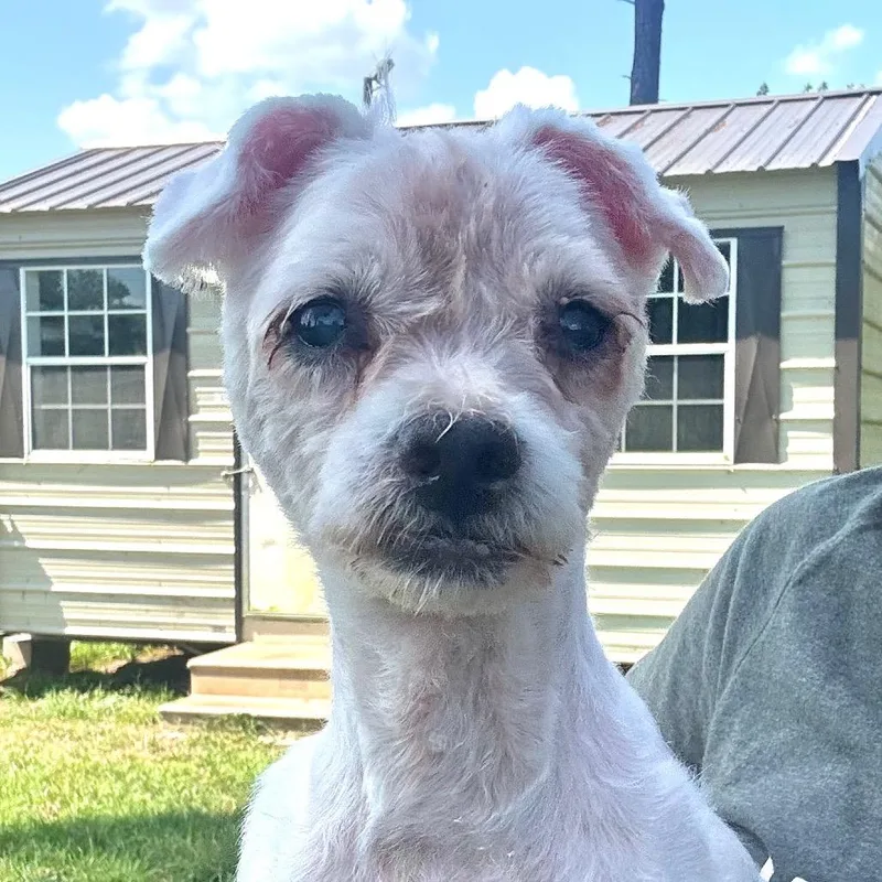 A senior small-sized male White / Cream Maltese dog named Lou for adoption in Houston, TX