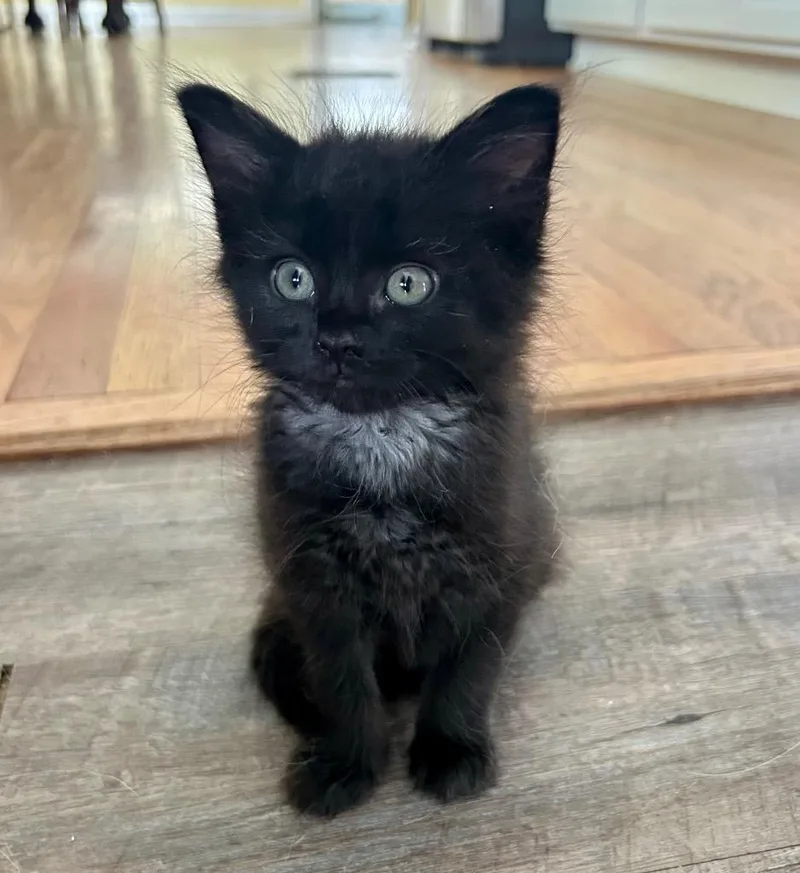 A baby medium-sized female Domestic Long Hair cat named Bibi for adoption in Greeneville, TN