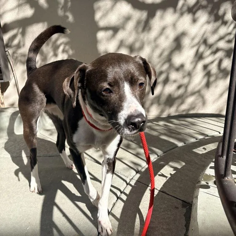 A senior medium-sized female Labrador Retriever dog named Charlie for adoption in Chicago, IL