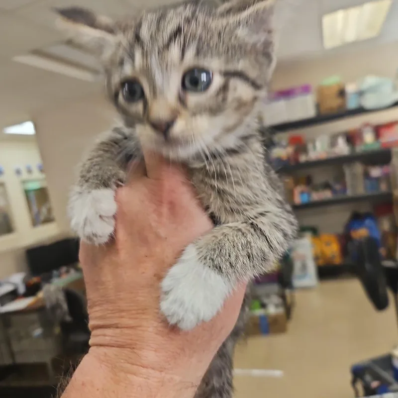 A baby small-sized male Smoke Domestic Short Hair cat named Snapple for adoption in Lake Panasoffkee, FL
