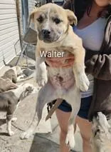 Walter thumbnail 2