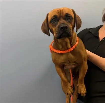 A young small-sized male Beagle dog named Gabriel for adoption in Tustin, CA