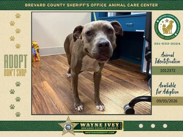An adult large-sized female Mixed Breed dog named Yara for adoption in Melbourne, FL