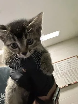 A baby medium-sized female Buff / Tan / Fawn Domestic Short Hair cat named Baja Cabo Citrus for adoption in Wichita, KS