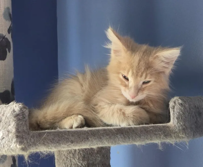 A baby medium-sized male Domestic Medium Hair cat named Alamo for adoption in Youngsville, NC