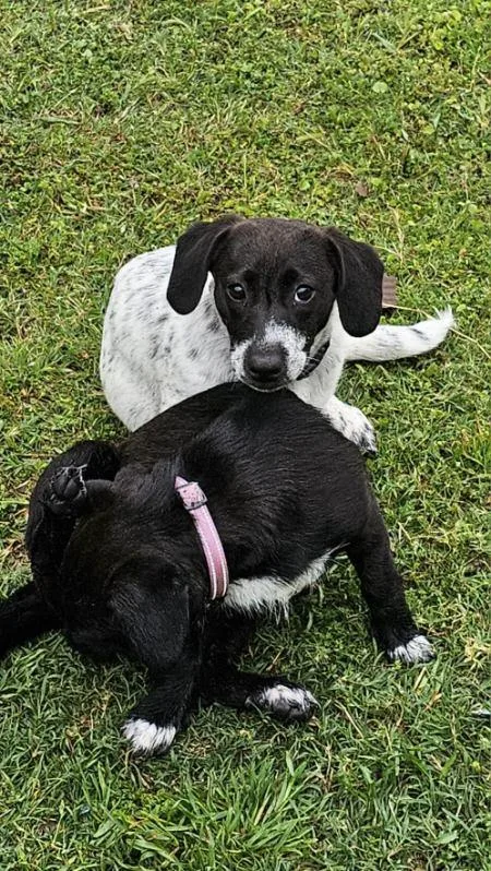 A baby small-sized female Black Dachshund dog named Shiloh for adoption in Garland, TX