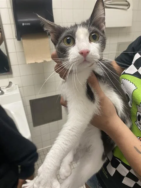 A young medium-sized female Domestic Short Hair cat named Zoey for adoption in Dallas, TX