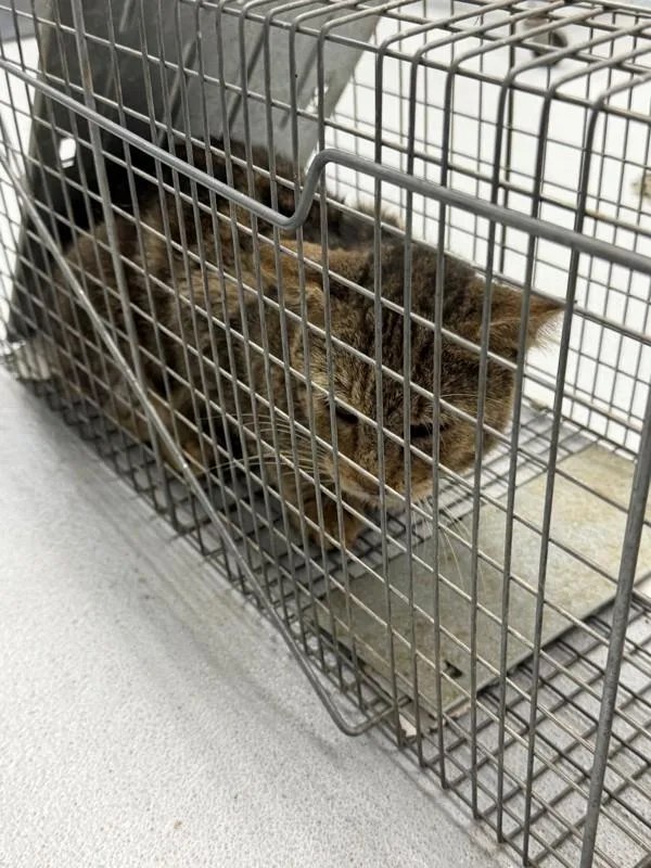 An adult small-sized male Domestic Short Hair cat named Sf for adoption in Lawrenceville, GA