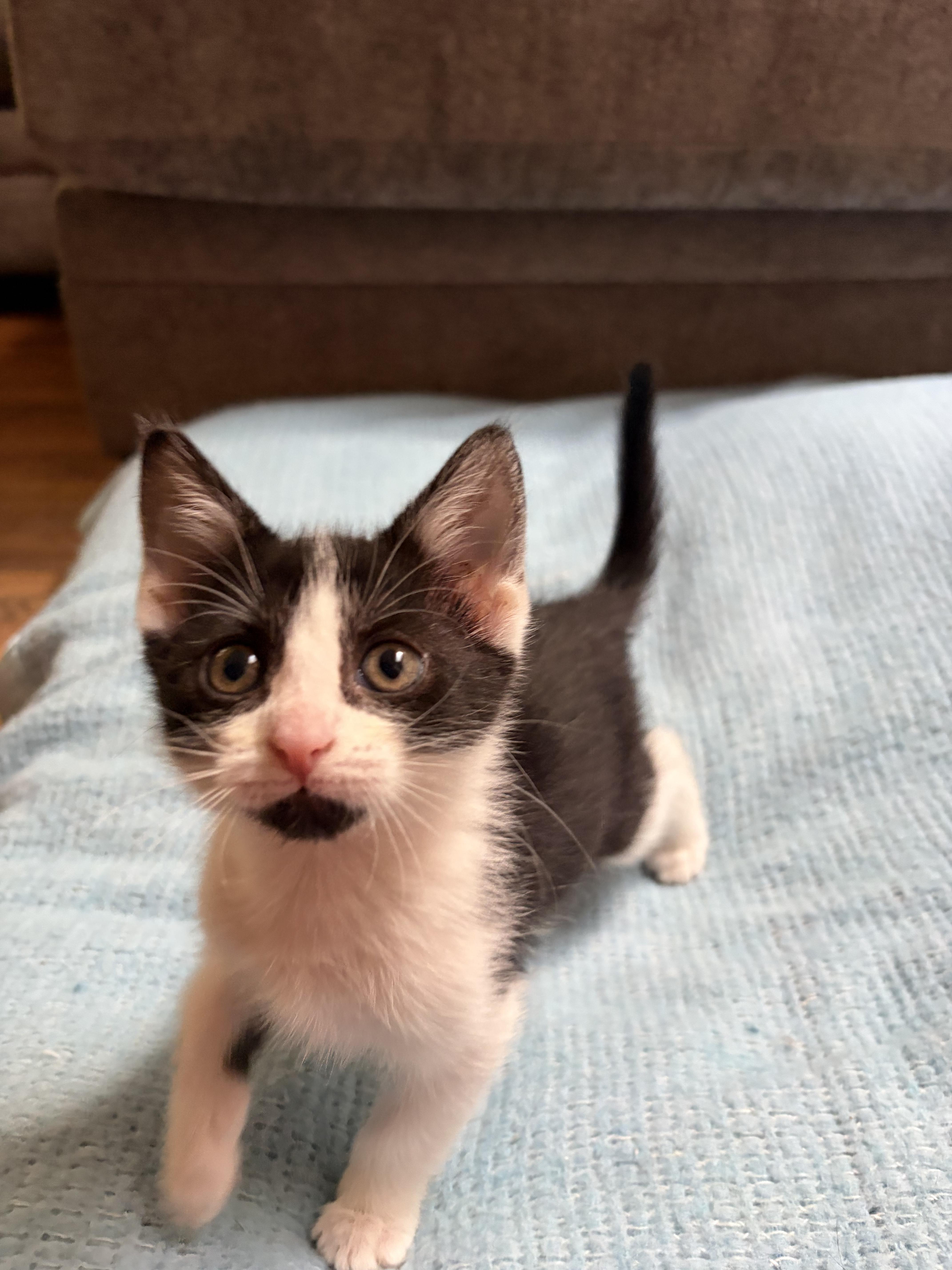 A baby medium-sized female Black & White / Tuxedo Domestic Short Hair cat named Miss Tuxe for adoption in Farmington, MN