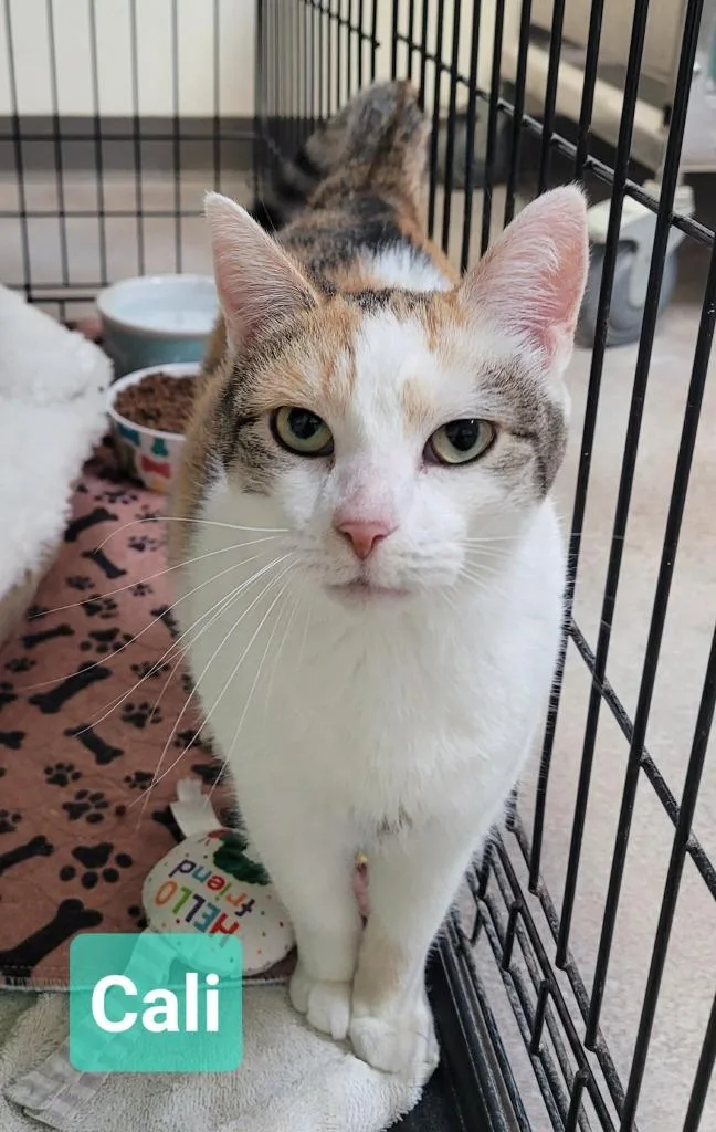 A senior medium-sized female Domestic Short Hair cat named Cali for adoption in Richmond, IN