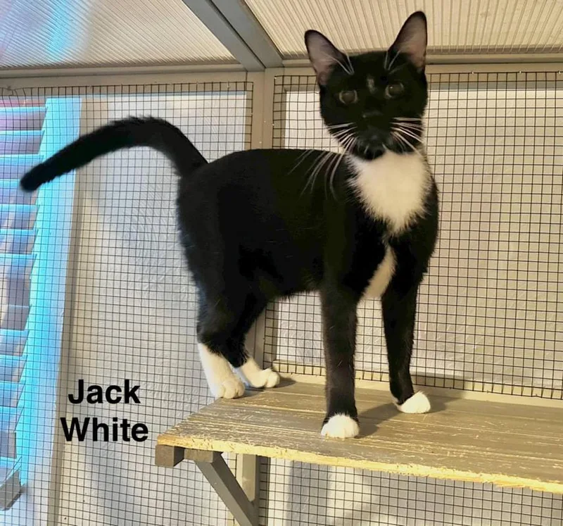 Jack White thumbnail 2