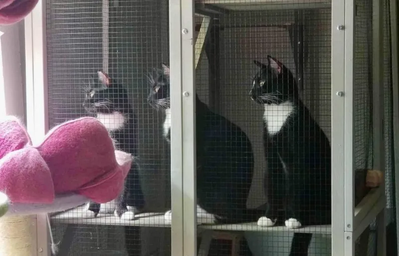 Jack White thumbnail 3