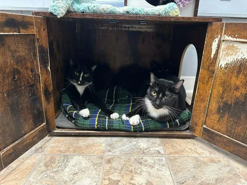 Jack White thumbnail 4