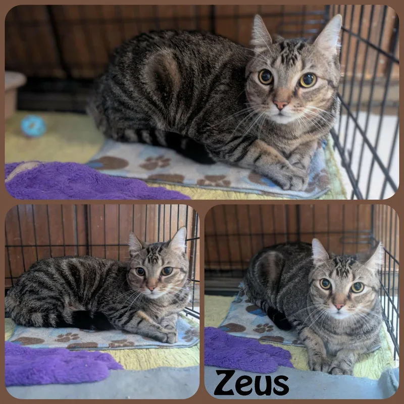An adult large-sized male Tabby (Buff / Tan / Fawn) Domestic Medium Hair cat named Zeus for adoption in Ozark, AL