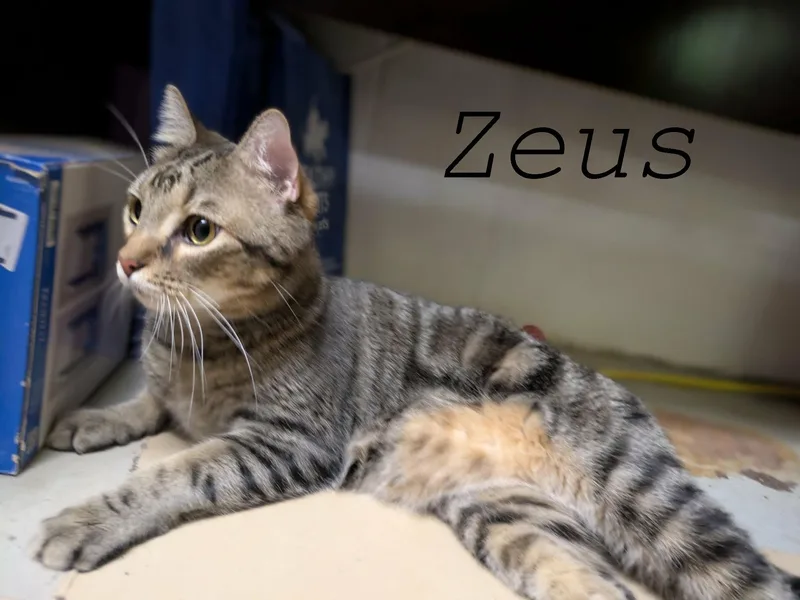 Zeus thumbnail 3