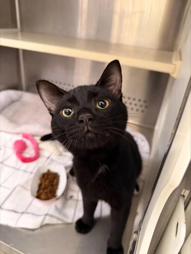 An adult medium-sized male Black Domestic Short Hair cat named Turnip for adoption in Herndon, VA