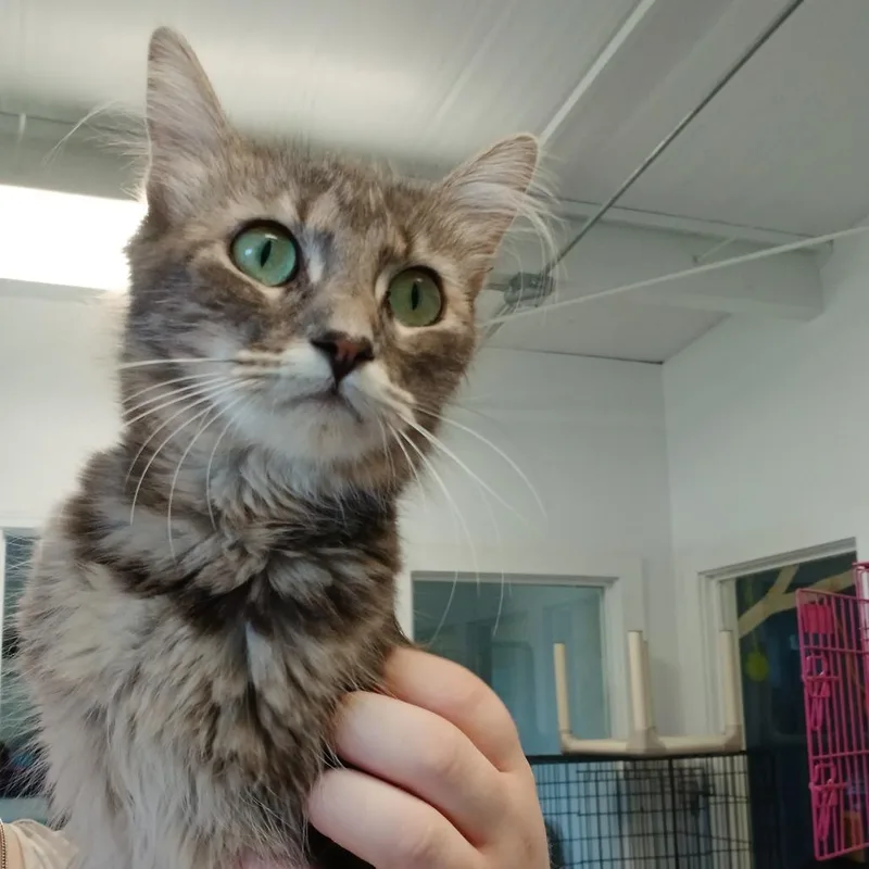 An adult medium-sized female Domestic Long Hair cat named Matilda for adoption in Clarksdale, MS